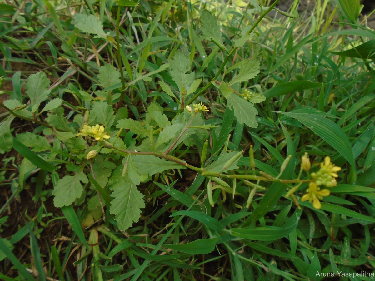 Rorippa indica (L.) Hiern